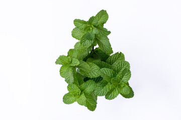 Mint leaves isolated on white background for herbal medicine and tea ingredient. Organic Mint leaves peppermint isolated on white background for traditional herbal remedy © Semoga