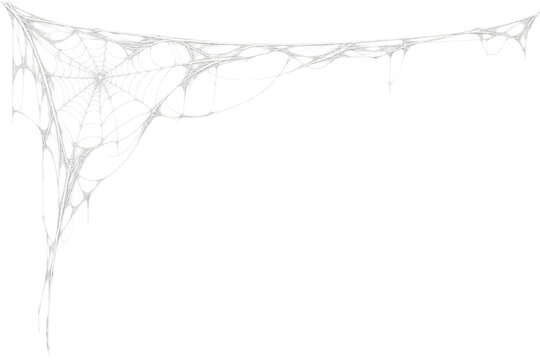spider web isolated