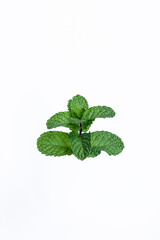 Mint leaves isolated on white background for herbal medicine and tea ingredient. Organic Mint leaves peppermint isolated on white background for traditional herbal remedy © Semoga