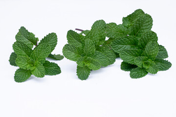 Mint leaves isolated on white background for herbal medicine and tea ingredient. Organic Mint leaves peppermint isolated on white background for traditional herbal remedy © Semoga