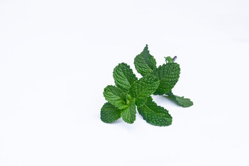 Mint leaves isolated on white background for herbal medicine and tea ingredient. Organic Mint leaves peppermint isolated on white background for traditional herbal remedy © Semoga