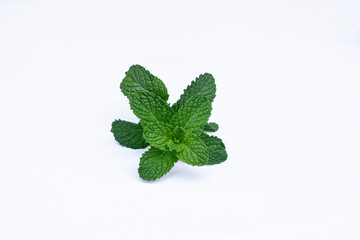 Mint leaves isolated on white background for herbal medicine and tea ingredient. Organic Mint leaves peppermint isolated on white background for traditional herbal remedy © Semoga