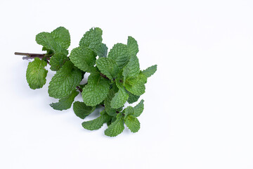 Mint leaves isolated on white background for herbal medicine and tea ingredient. Organic Mint leaves peppermint isolated on white background for traditional herbal remedy © Semoga