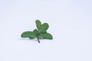 Mint leaves isolated on white background for herbal medicine and tea ingredient. Organic Mint leaves peppermint isolated on white background for traditional herbal remedy © Semoga