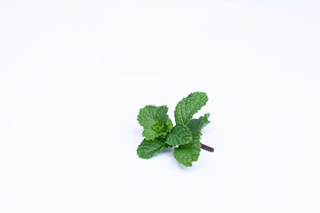 Mint leaves isolated on white background for herbal medicine and tea ingredient. Organic Mint leaves peppermint isolated on white background for traditional herbal remedy © Semoga