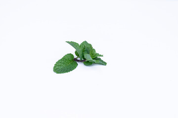 Mint leaves isolated on white background for herbal medicine and tea ingredient. Organic Mint leaves peppermint isolated on white background for traditional herbal remedy © Semoga