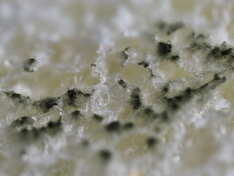 Tokyo,Japan - September 25, 2026:Closeup of mold or fungus on bread