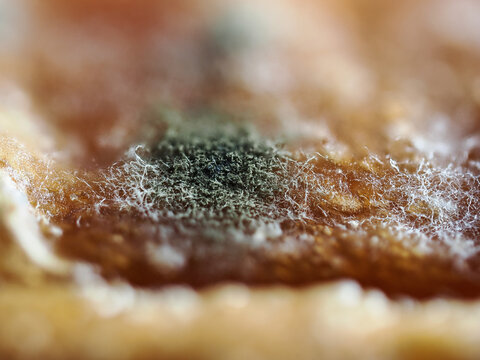 Tokyo,Japan - September 25, 2026:Closeup of mold or fungus on bread