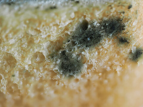 Tokyo,Japan - September 25, 2026:Closeup of mold or fungus on bread