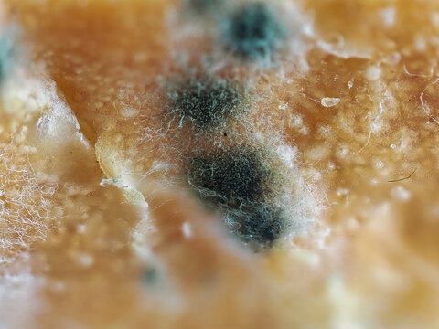 Tokyo,Japan - September 25, 2026:Closeup of mold or fungus on bread