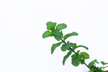 Mint leaves isolated on white background for herbal medicine and tea ingredient. Organic Mint leaves peppermint isolated on white background for traditional herbal remedy © Semoga