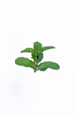Mint leaves isolated on white background for herbal medicine and tea ingredient. Organic Mint leaves peppermint isolated on white background for traditional herbal remedy © Semoga