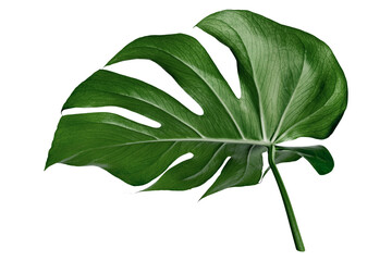 Monstera leaf png sticker, botanical, transparent background © Rawpixel.com
