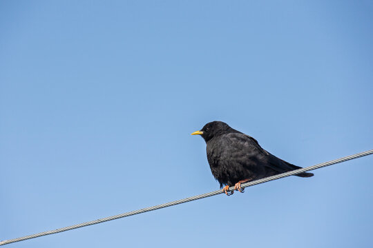 Alpendohle (Pyrrhocorax graculus)