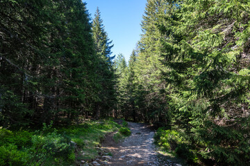 Fototapeta premium Rila Mountain near Malyovitsa peak, Bulgaria
