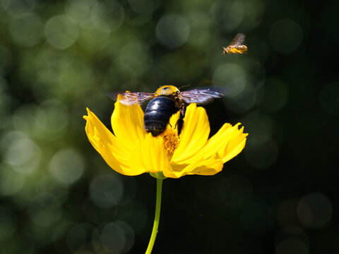 Tokyo,Japan - September 14, 2026: A carpenter bee and  a flying honeybee 
