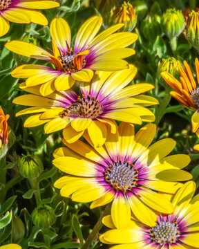 Hoverfly in the yellow Blue Eyed Beauty Osteospermum flowers