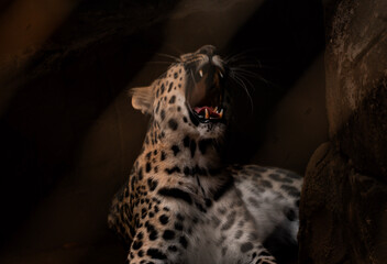 Spotted leopard roaring with exposed fangs in dramatic low light © Jader