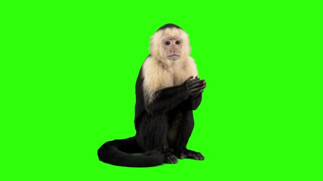 Real white-faced capuchin monkey sitting upright and rubbing or clapping its hands together on a chroma key green background. Excellent for cute primate reactions, applause concepts, jungle wildlife v