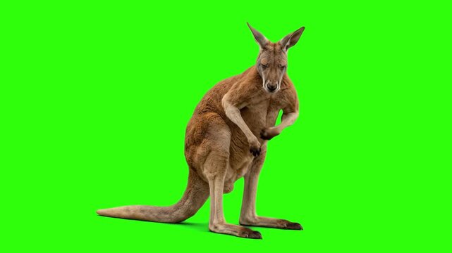 Real red kangaroo standing upright on its hind legs and looking forward on a chroma key green background. Ideal for Australian wildlife documentaries, zoo advertising, safari travel videos, nature con
