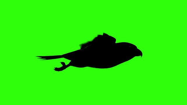 A black silhouette mask of a hawk or falcon bird flying with spread wings on a chroma key green background. Great for visual effects compositing, shadow overlays, predator shapes, and graphic animatio
