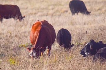 Cattle grazing on the field , in Argentina © altzaga