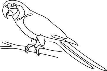 Fototapeta premium Minimalist line art illustration of a full body macaw perched