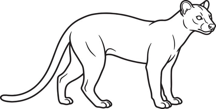 Minimalist line art illustration of a full body fossa standing alert