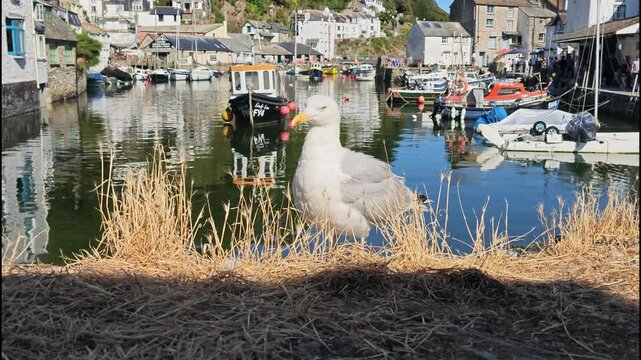 Polperro Cornwall England UK.20.08.2026. Video. A close-up view of a white seagull perched near the water edge of a coastal village harbour with small fishing boats moored in the calm sunny bay