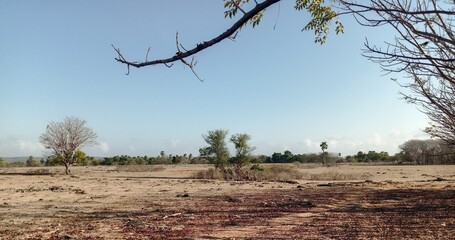 Fototapeta premium Dry season savanna landscape in Pahunga Lodu East Sumba with natural tree branch frame