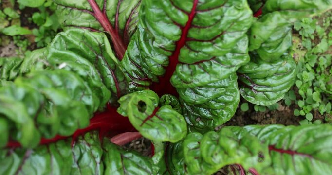 Swiss chard grow in vegetable garden