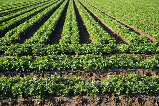 Peanut plants growing vigorously under plastic film ridge cultivation in farmland
