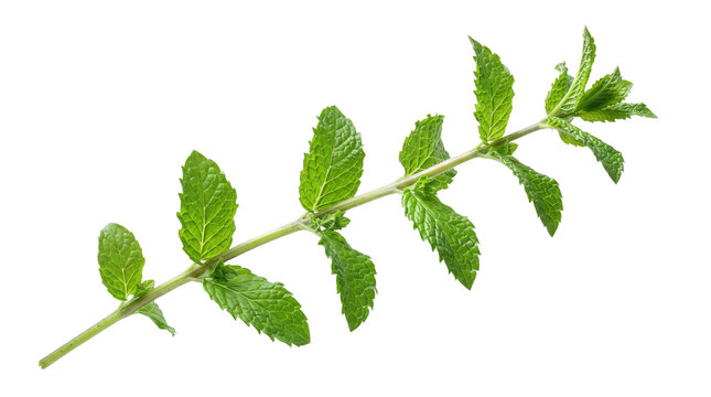 Fresh mint sprig with vibrant serrated green leaves for culinary, beverage, herbal, botanical, and natural food concepts. Isolated on White background.