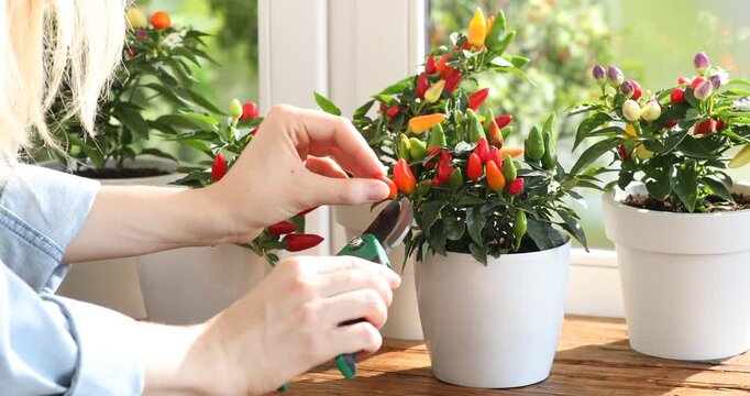 Woman cutting potted chili pepper plant with ripening peppers at wooden table indoors, closeup