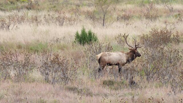 Wild Elk Bucks Fawns and Does in Northern Arizona. Grazing on fall grasses and bedding down for afternoon nap.