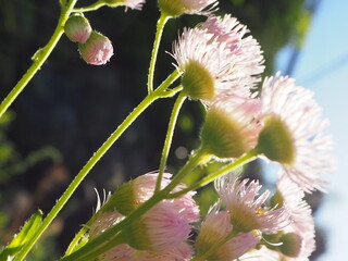Delicate Pink Wildflowers Illuminated by Backlight in Spring © haruzo