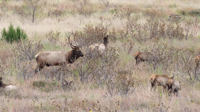 Wild Elk Bucks Fawns and Does in Northern Arizona. Grazing on fall grasses and bedding down for afternoon nap.