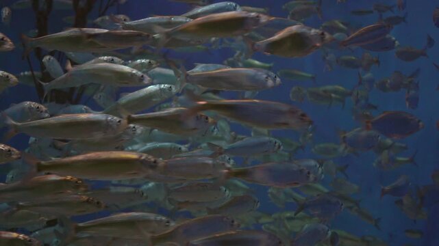 Silver Fish Schooling in Aquarium Tank Medium Close-Up