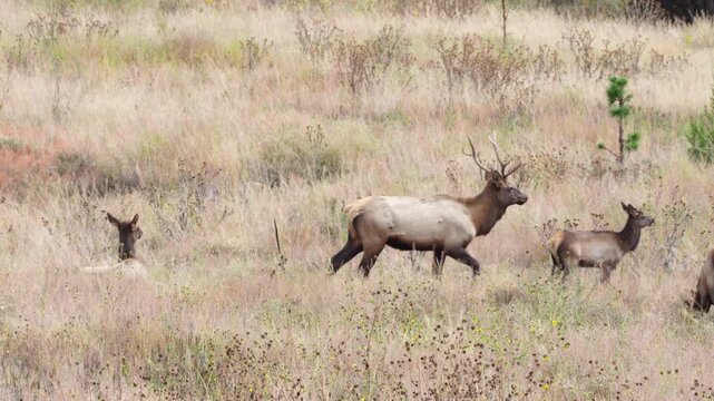 Wild Elk Bucks Fawns and Does in Northern Arizona. Grazing on fall grasses and bedding down for afternoon nap.