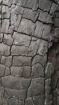 ​Macro shot of charred wood texture background with deep vertical cracked pattern