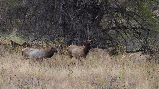 Wild Elk Bucks Fawns and Does in Northern Arizona. Grazing on fall grasses and bedding down for afternoon nap.