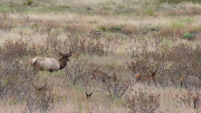 Wild Elk Bucks Fawns and Does in Northern Arizona. Grazing on fall grasses and bedding down for afternoon nap.