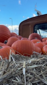 Close up of many big and perfect orange pumpkins laying down on the hay on pickup truck bed. Autumn harvest fair and festival with cozy rural fall vibe, useful natural vegetable from melon field