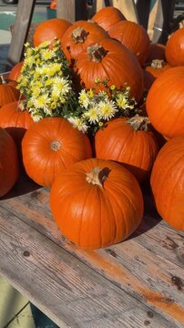 Close up of many big and perfect orange pumpkins laying down wooden table and decorated with yellow chrysanthemum flowers on a sunny day. Autumn harvest festival celebration natural decor