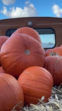 Close up of many big and perfect orange pumpkins laying down on the hay on pickup car truck bed. Autumn harvest fair and festival with cozy rural fall vibe, useful natural vegetable from melon field