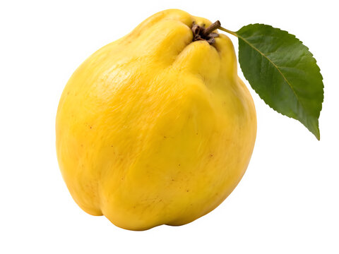 Chinese quince