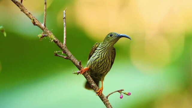 Small wild streaked bird with a long curved beak perching on a thin diagonal branch with tiny buds against a smooth blurred green natural background