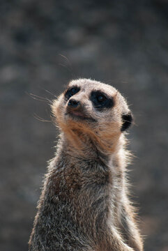 meerkat on guard