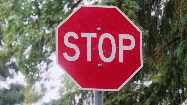 Red Stop Sign Near Pine Tree in Pouring Rain Road Sign Slow Motion Video
