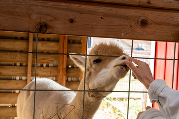 hand gently stroking a llama's nose at a zoo, close-up animal interaction showing a friendly wildlife encounter and family experience © Juli